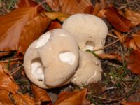 Lycoperdon perlatum Beijers park, Malmö, Skåne, Sweden 20241108_0018