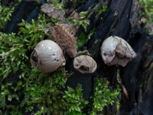 Lycoperdon pyriforme - Gyttrad röksvamp