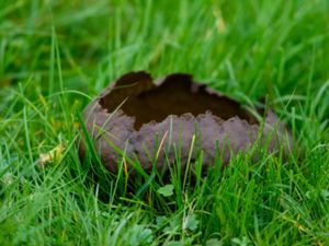 Lycperdon utriforme - Mosaic Puffball - Skålröksvamp