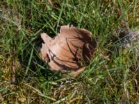 Lycoperdon utriforme Haväng, Simrishamn, Skåne, Sweden 20150511_0094