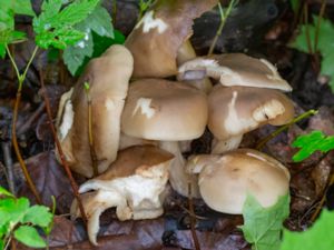 Lyophyllum decastes - Fried Chicken Mushroom - Mörk tuvskivling