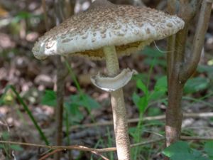 Macrolepiota procera - Parasol Mushroom - Stolt fjällskivling