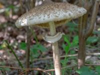 Macrolepiota procera Björket, Västra Ljungby, Kristianstad, Skåne, Sweden 20180914_0152