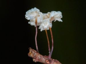 Marasmiellus ramealis - Twig Parachute