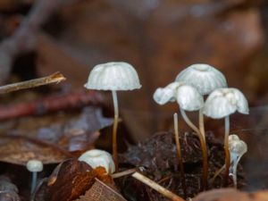 Marasmius rotula - Hjulbrosking