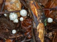 Marasmius rotula Östra kyrkogården, Malmö, Skåne, Sweden 20230801_0059