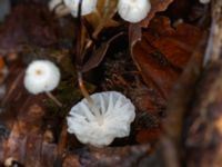 Marasmius rotula Östra kyrkogården, Malmö, Skåne, Sweden 20230801_0061