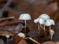 Marasmius rotula Östra kyrkogården, Malmö, Skåne, Sweden 20230801_0064