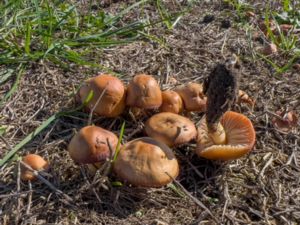 Marismius oreades - Fairy Ring Mushroom - Nejlikbrosking