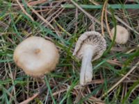 Marasmius oreades Beijers park, Malmö, Skåne, Sweden 20241105_IMG_4383