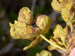 Melampsora euphorbiae - Törelrostsvamp