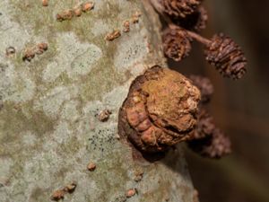 Mensularia radiata - Alder Bracket - Alticka