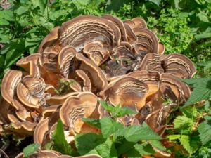 Meripilus giganteus - Giant Polypore - Jätteticka