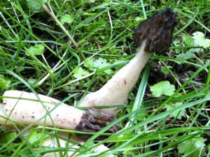 Mitrophora semilibera - Half-free Morel - Hättmurkla