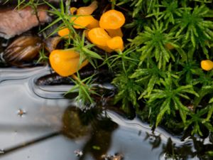 Mitrula paludosa - Bog Beacon - Klubbmurkling