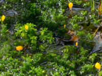 Mitrula paludosa Slättåkra, Söderåsen, Klippan, Skåne, Sweden 20150514_0039