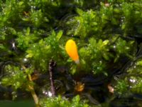 Mitrula paludosa Slättåkra, Söderåsen, Klippan, Skåne, Sweden 20150514_0040