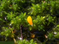 Mitrula paludosa Slåttåkra, Söderåsen, Klippan, Skåne, Sweden 20150514_0040