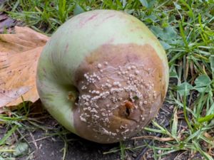 Molinia fructigena - Gult fruktmögel