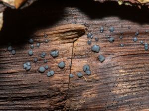 Mollisia cinerea - Common Grey Disco - Gråskål