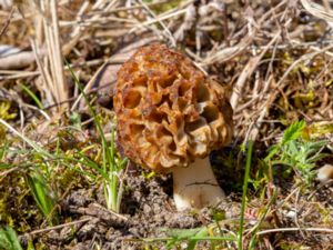 Morchella esculenta - Common Morel - Rund toppmurkla