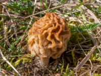 Morchella esculenta Sandheden, Klagshamns udde, Malmö, Skåne, Sweden 20230422_0034