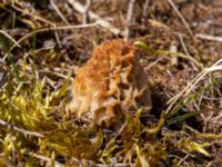 Morchella esculenta Sandheden, Klagshamns udde, Malmö, Skåne, Sweden 20230422_0053