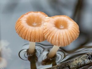 Mycena belliae - Vasshätta