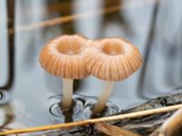 Mycena belliae Käglinge rekreationsområde, Malmö, Skåne, Sweden 20231101_0040