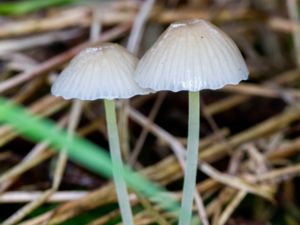 Mycena epipterygia - Yellowleg Bonnet - Flåhätta