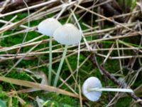 Mycena epipterygia Ädelgransplanteringen, Toarp, Malmö, Skåne, Sweden 20231113_0041