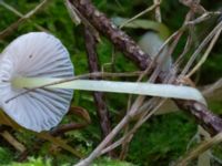 Mycena epipterygia Ädelgransplanteringen, Toarp, Malmö, Skåne, Sweden 20231113_0042