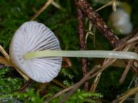 Mycena epipterygia Ädelgransplanteringen, Toarp, Malmö, Skåne, Sweden 20231113_0043