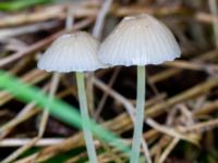 Mycena epipterygia Ädelgransplanteringen, Toarp, Malmö, Skåne, Sweden 20231113_0044