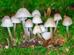 Mycena galericulata - Common Bonnet - Rynkhätta