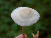 Mycena galericulata Bulltoftaparken, Malmö, Skåne, Sweden 20241006_0020