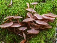 Mycena galericulata Käglinge rekreationsområde, Malmö, Skåne, Sweden 20231101_0043