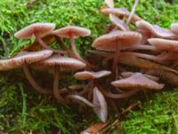 Mycena galericulata Käglinge rekreationsområde, Malmö, Skåne, Sweden 20231101_0044