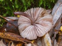 Mycena galericulata Käglinge rekreationsområde, Malmö, Skåne, Sweden 20231101_0045