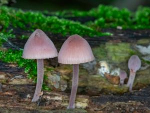 Mycena haematopus - Bleeding Fairy Helmet - Blodhätta