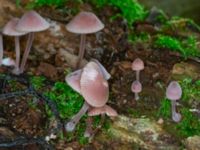 Mycena haematopus Linnebjers naturreservat, Södra Sandby, Lund, Skåne, Sweden 20230805_0148