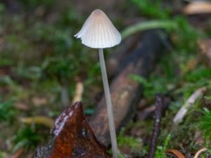 Mycena metata - Frosthätta