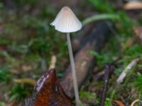 Mycena metata Ädelgransplanteringen, Toarp, Malmö, Skåne, Sweden 20231113_0030