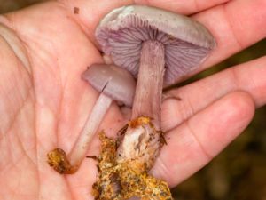 Mycena pelianthina - Blackedge Bonnet - Falsk rättikhätta