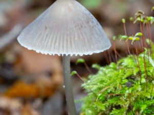 Mycena polygramma - Grooved Bonnet - Silverhätta