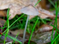 Mycena polygramma Eket, Toarp, Malmö, Skåne, Sweden 20231113_0084