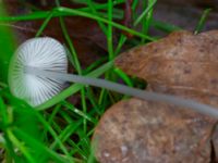 Mycena polygramma Eket, Toarp, Malmö, Skåne, Sweden 20231113_0085