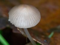 Mycena polygramma Eket, Toarp, Malmö, Skåne, Sweden 20231113_0087