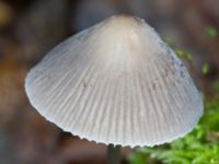 Mycena polygramma Eket, Toarp, Malmö, Skåne, Sweden 20231113_0104