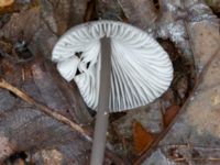 Mycena polygramma Eket, Toarp, Malmö, Skåne, Sweden 20231113_0106